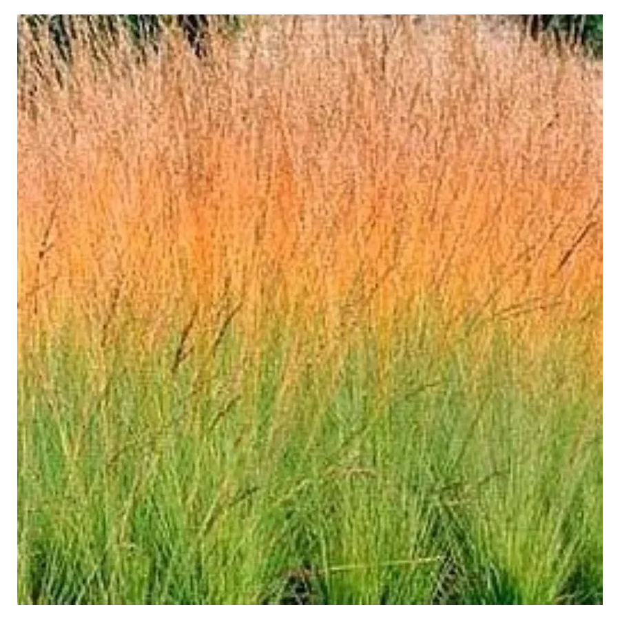 Molinia careluea Heidebraut Trzęślica modra- Rośliny od Ogrodnika Szkółka Barcikowscy