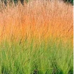 Molinia careluea Heidebraut Trzęślica modra- Rośliny od Ogrodnika Szkółka Barcikowscy