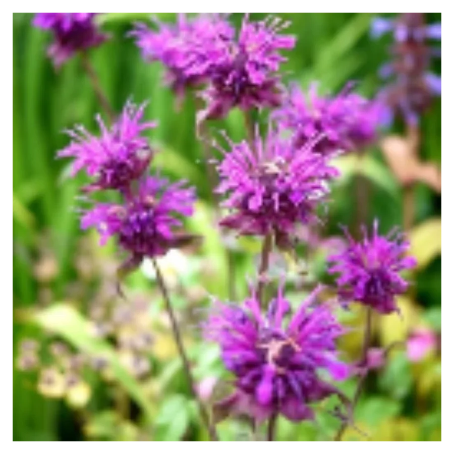 Monarda hybrida Blaustrumpf Pysznogłówka- Rośliny od Ogrodnika Szkółka Barcikowscy
