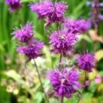 Monarda hybrida Blaustrumpf Pysznogłówka- Rośliny od Ogrodnika Szkółka Barcikowscy