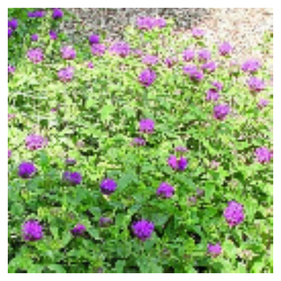 Monarda hybrida Blaustrumpf Pysznogłówka- Rośliny od Ogrodnika Szkółka Barcikowscy