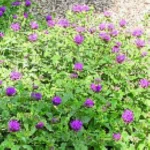 Monarda hybrida Blaustrumpf Pysznogłówka- Rośliny od Ogrodnika Szkółka Barcikowscy