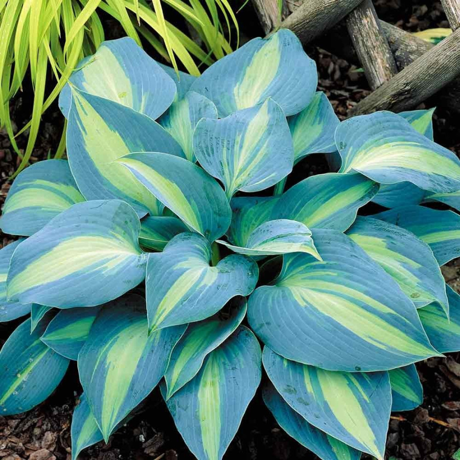 Hosta Touch of Class Funkia