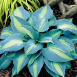 Hosta Touch of Class Funkia