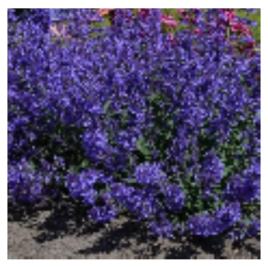 Nepeta Junior Walker Kocimiętka- Rośliny od Ogrodnika Szkółka Barcikowscy