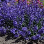 Nepeta Junior Walker Kocimiętka- Rośliny od Ogrodnika Szkółka Barcikowscy