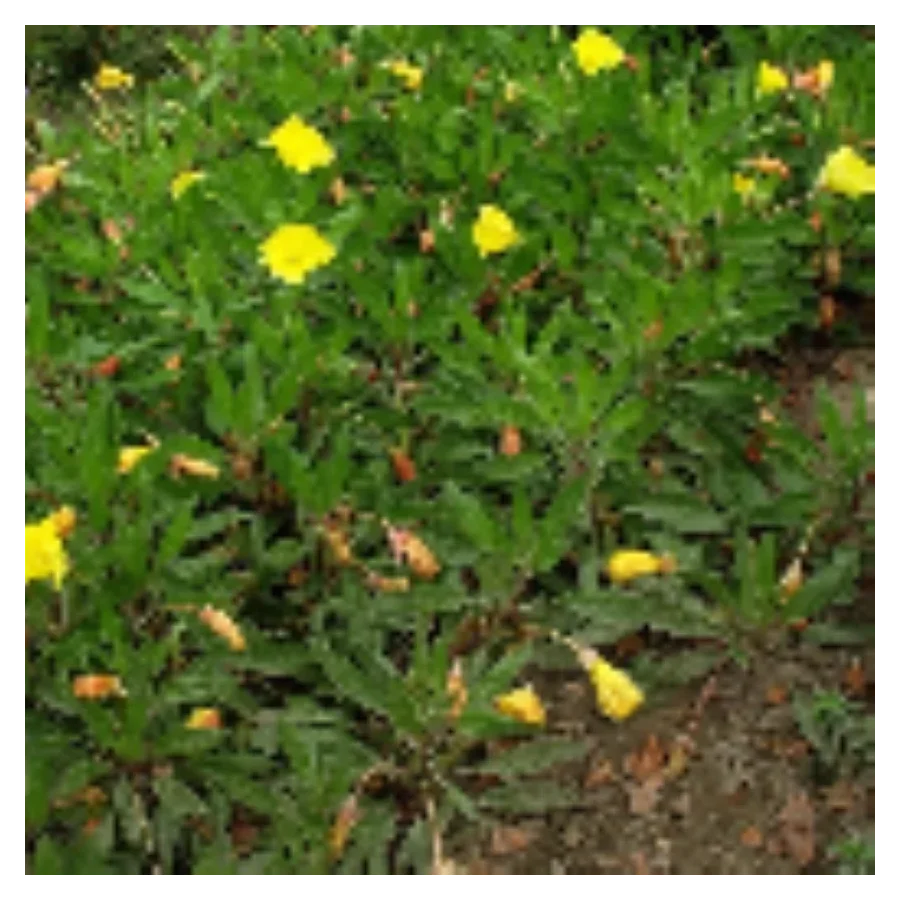 Oenothera macrocarpa Missouriensis Wiesiołek missouryjski- Rośliny od Ogrodnika Szkółka Barcikowscy