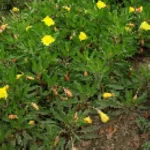 Oenothera macrocarpa Missouriensis Wiesiołek missouryjski- Rośliny od Ogrodnika Szkółka Barcikowscy