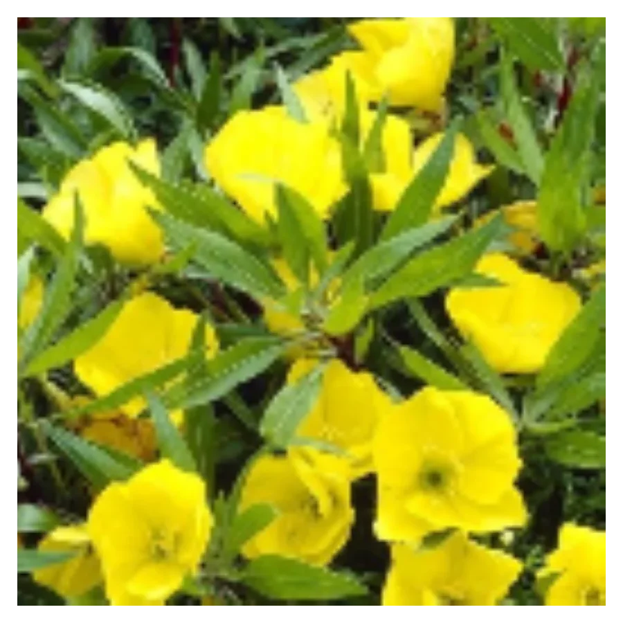 Oenothera macrocarpa Missouriensis Wiesiołek missouryjski- Rośliny od Ogrodnika Szkółka Barcikowscy