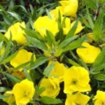 Oenothera macrocarpa Missouriensis Wiesiołek missouryjski- Rośliny od Ogrodnika Szkółka Barcikowscy