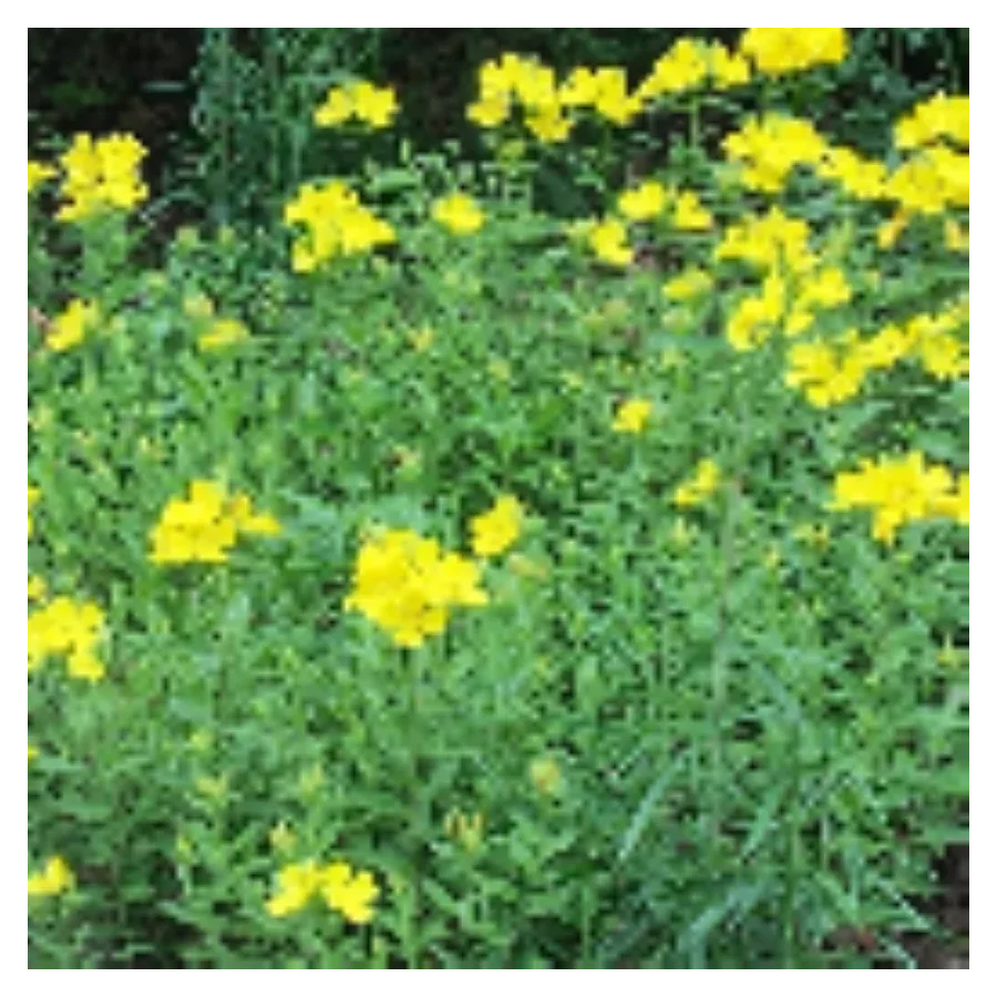 Oenothera fruticosa African Sun Wiesiołek krzewiasty- Rośliny od Ogrodnika Szkółka Barcikowscy