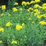 Oenothera fruticosa African Sun Wiesiołek krzewiasty- Rośliny od Ogrodnika Szkółka Barcikowscy
