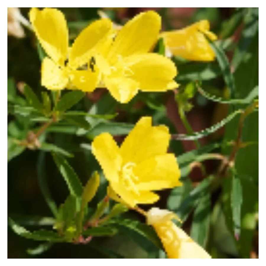 Oenothera fruticosa African Sun Wiesiołek krzewiasty- Rośliny od Ogrodnika Szkółka Barcikowscy