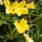 Oenothera fruticosa African Sun Wiesiołek krzewiasty- Rośliny od Ogrodnika Szkółka Barcikowscy