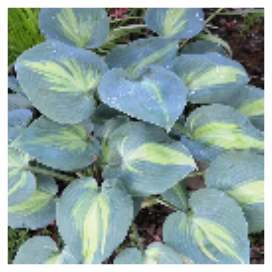 Hosta Grand Marquee Funkia- Rośliny od Ogrodnika Szkółka Barcikowscy