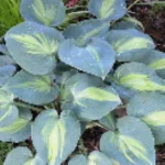 Hosta Grand Marquee Funkia- Rośliny od Ogrodnika Szkółka Barcikowscy