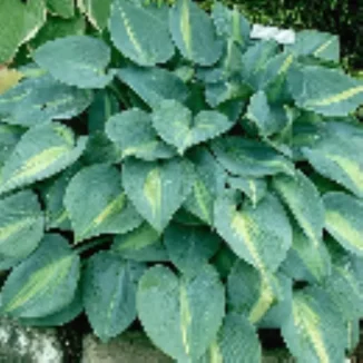 Hosta Grand Marquee Funkia- Rośliny od Ogrodnika Szkółka Barcikowscy