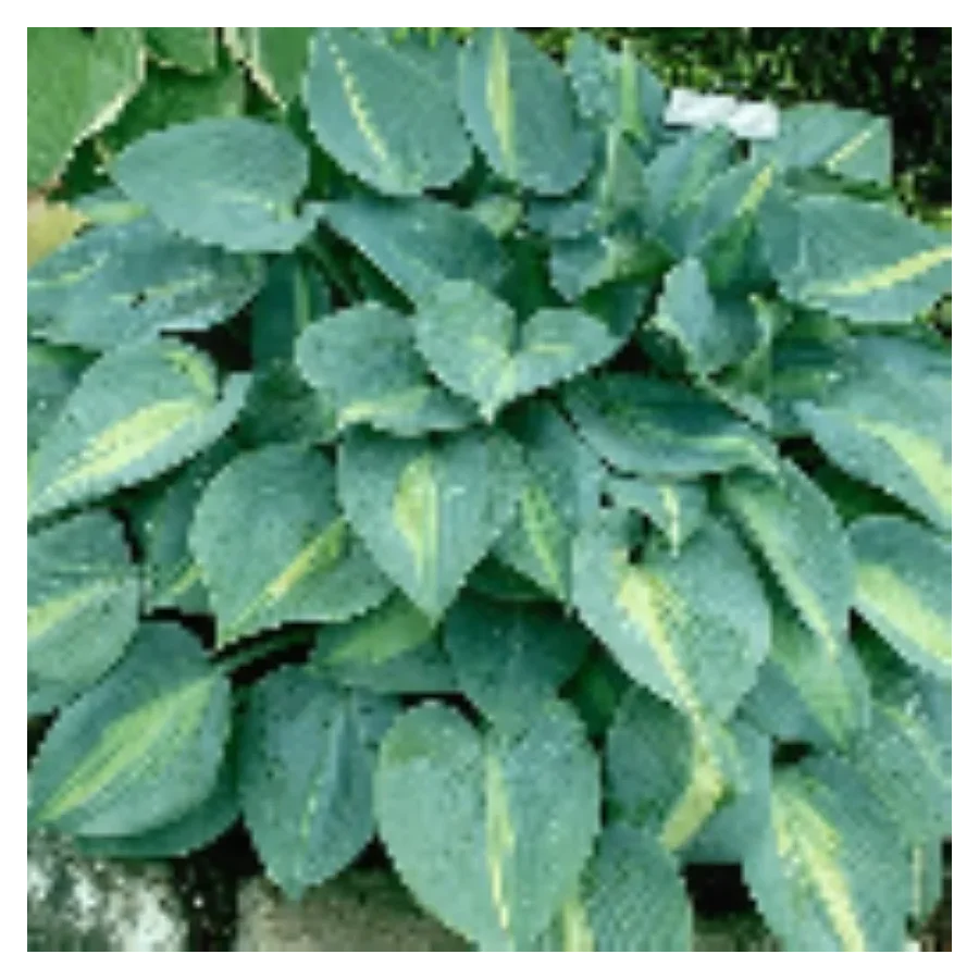 Hosta Grand Marquee Funkia- Rośliny od Ogrodnika Szkółka Barcikowscy