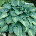 Hosta Grand Marquee Funkia- Rośliny od Ogrodnika Szkółka Barcikowscy