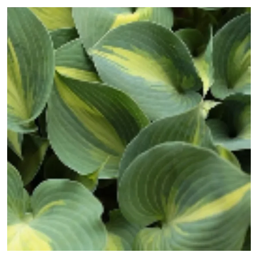 Hosta Grand Marquee Funkia- Rośliny od Ogrodnika Szkółka Barcikowscy