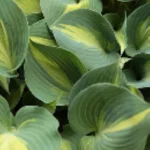 Hosta Grand Marquee Funkia- Rośliny od Ogrodnika Szkółka Barcikowscy