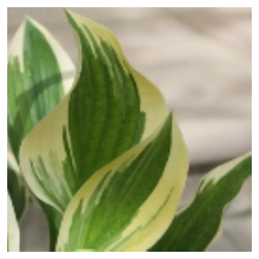 Hosta Don Stevens Funkia- Rośliny od Ogrodnika Szkółka Barcikowscy