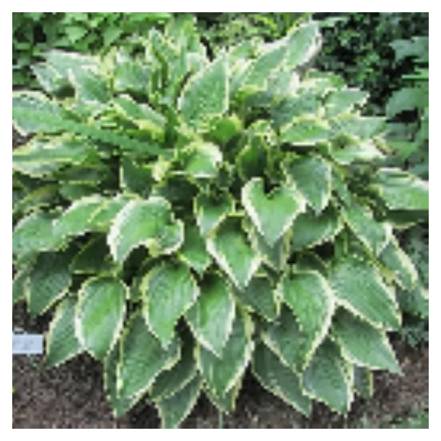 Hosta Don Stevens Funkia- Rośliny od Ogrodnika Szkółka Barcikowscy