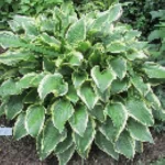 Hosta Don Stevens Funkia- Rośliny od Ogrodnika Szkółka Barcikowscy