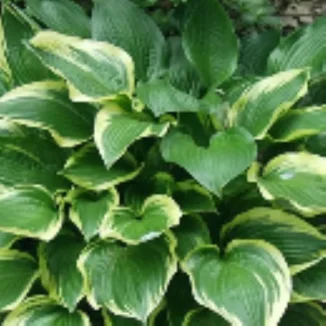 Hosta Don Stevens Funkia- Rośliny od Ogrodnika Szkółka Barcikowscy