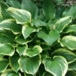 Hosta Don Stevens Funkia- Rośliny od Ogrodnika Szkółka Barcikowscy