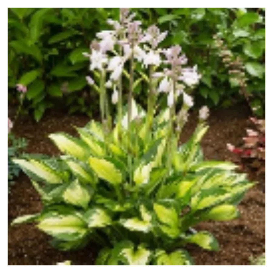 Hosta Colored Hulk Funkia- Rośliny od Ogrodnika Szkółka Barcikowscy