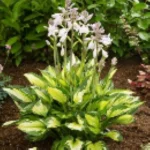 Hosta Colored Hulk Funkia- Rośliny od Ogrodnika Szkółka Barcikowscy