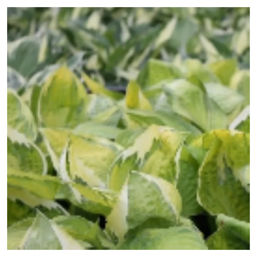 Hosta Captain's Adventure Funkia- Rośliny od Ogrodnika Szkółka Barcikowscy