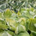 Hosta Captain's Adventure Funkia- Rośliny od Ogrodnika Szkółka Barcikowscy