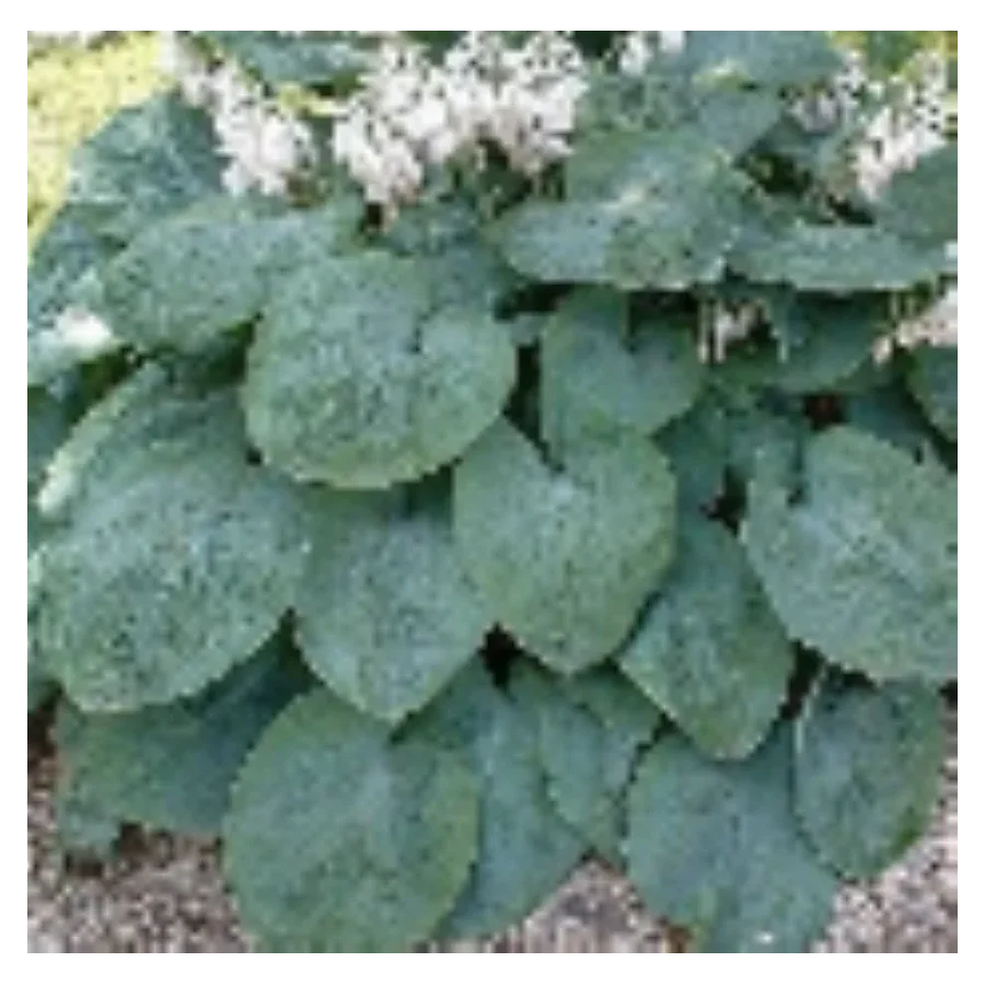 Hosta sieboldiana Elegans Funkia - Rośliny od Ogrodnika Szkółka Barcikowscy