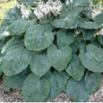 Hosta sieboldiana Elegans Funkia - Rośliny od Ogrodnika Szkółka Barcikowscy