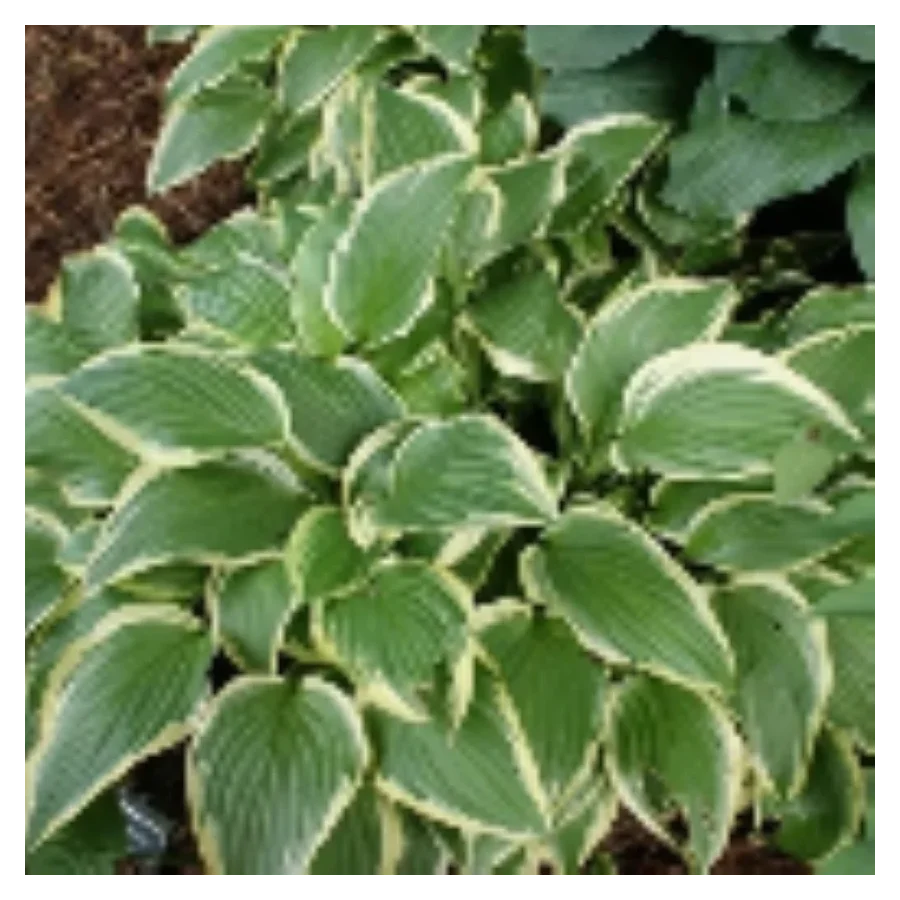 Hosta Yellow Splash Funkia - Rośliny od Ogrodnika Szkółka Barcikowscy