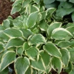 Hosta Yellow Splash Funkia - Rośliny od Ogrodnika Szkółka Barcikowscy