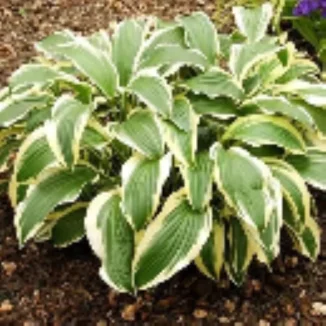 Hosta Yellow Splash Funkia - Rośliny od Ogrodnika Szkółka Barcikowscy