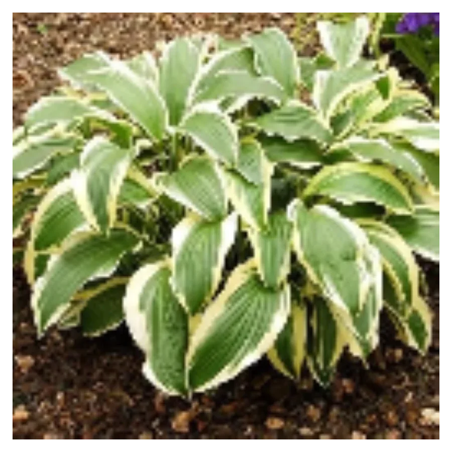 Hosta Yellow Splash Funkia - Rośliny od Ogrodnika Szkółka Barcikowscy