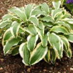 Hosta Yellow Splash Funkia - Rośliny od Ogrodnika Szkółka Barcikowscy