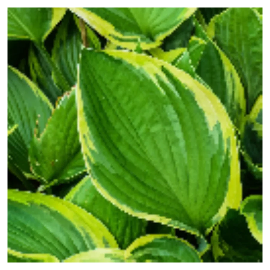 Hosta Yellow Splash Funkia - Rośliny od Ogrodnika Szkółka Barcikowscy