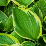 Hosta Yellow Splash Funkia - Rośliny od Ogrodnika Szkółka Barcikowscy