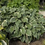 Hosta Regal Splendor Funkia - Rośliny od Ogrodnika Szkółka Barcikowscy