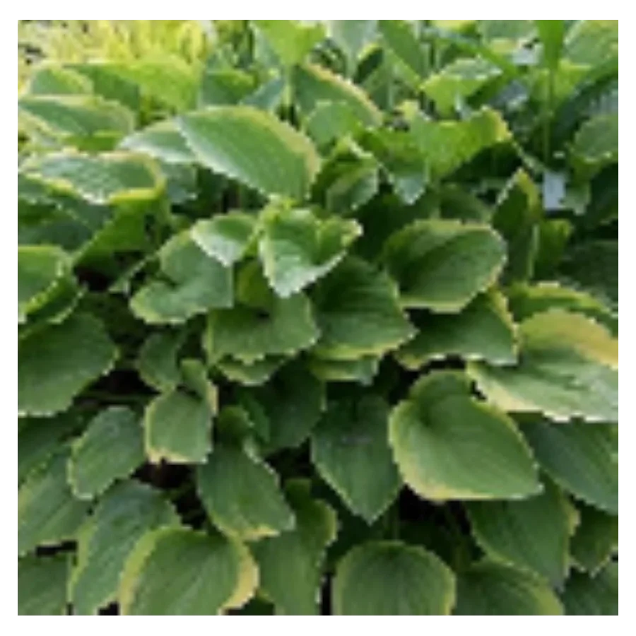 Hosta Golden Tiara Funkia - Rośliny od Ogrodnika Szkółka Barcikowscy