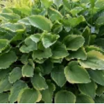 Hosta Golden Tiara Funkia - Rośliny od Ogrodnika Szkółka Barcikowscy