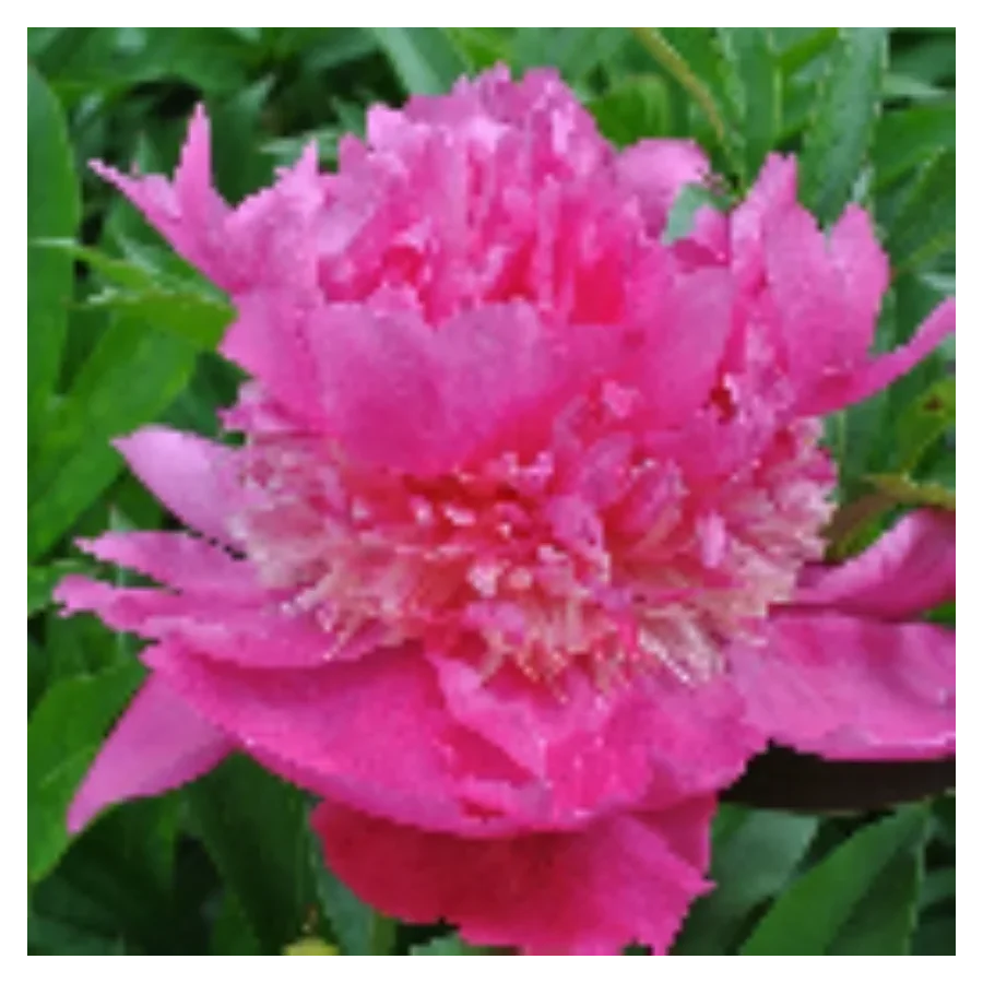 Paeonia lactiflora Sebastiaan Maas Piwonia Chińska-Rośliny od Ogrodnika Szkółka Barcikowscy