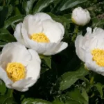 Paeonia Jan Van Leeuwen Piwonia - Rośliny od Ogrodnika Szkółka Barcikowscy