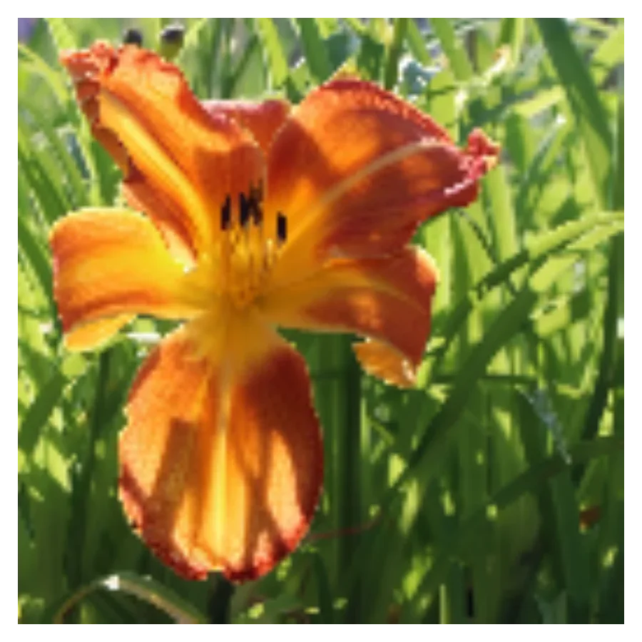 Hemerocallis Shola Liliowiec - Rośliny od Ogrodnika Szkółka Barcikowscy