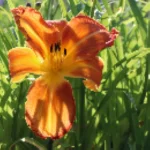 Hemerocallis Shola Liliowiec - Rośliny od Ogrodnika Szkółka Barcikowscy